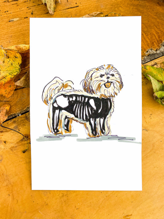 #054 - Shih Tzu Skele