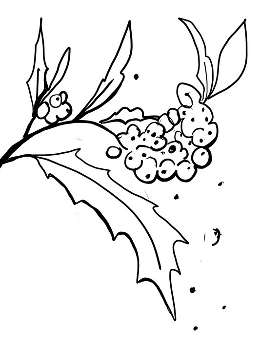 December Birth Flower Holly Berry (black and white)