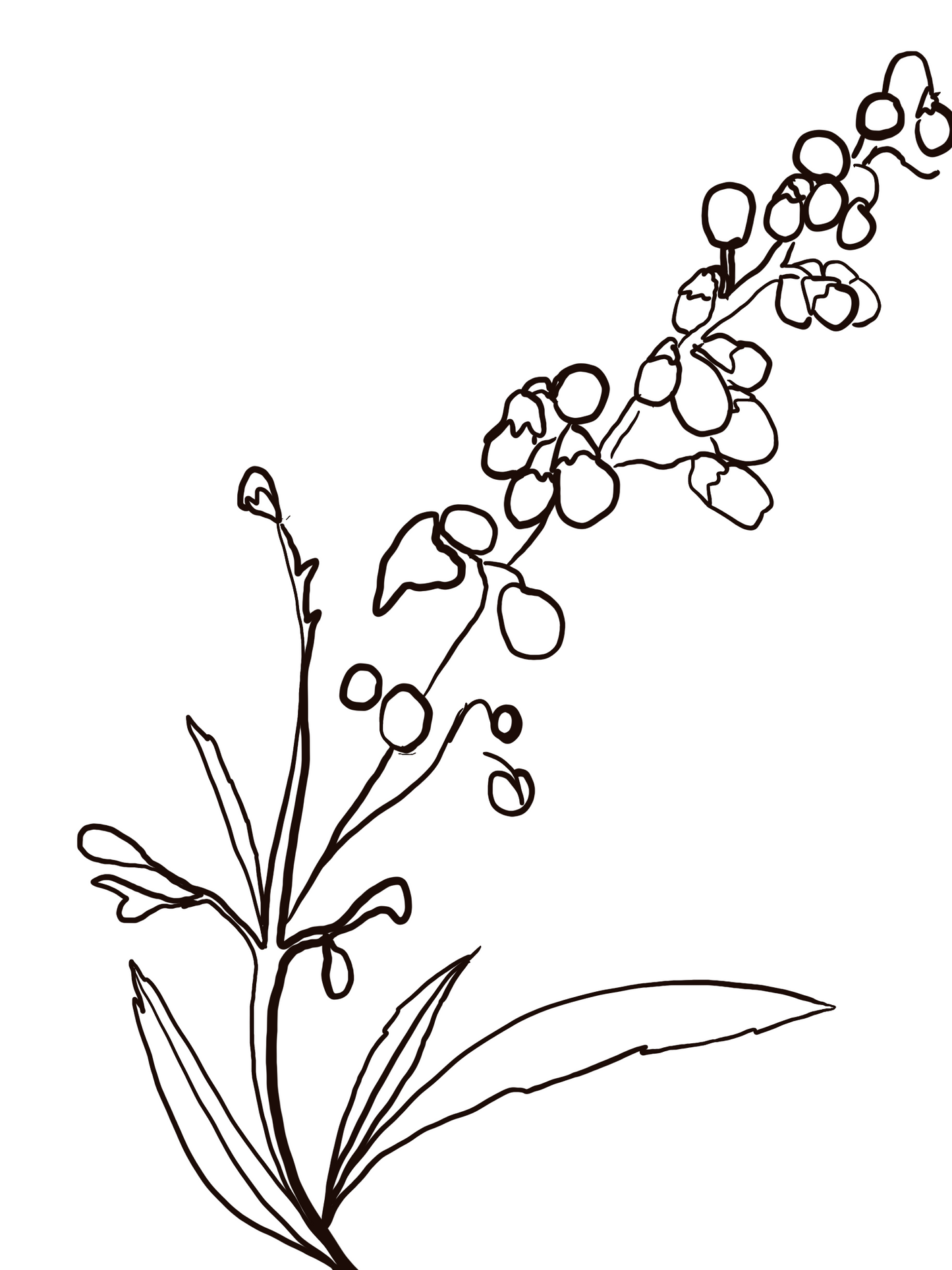 May Birth Flower Lilly of the Valley (black and white)