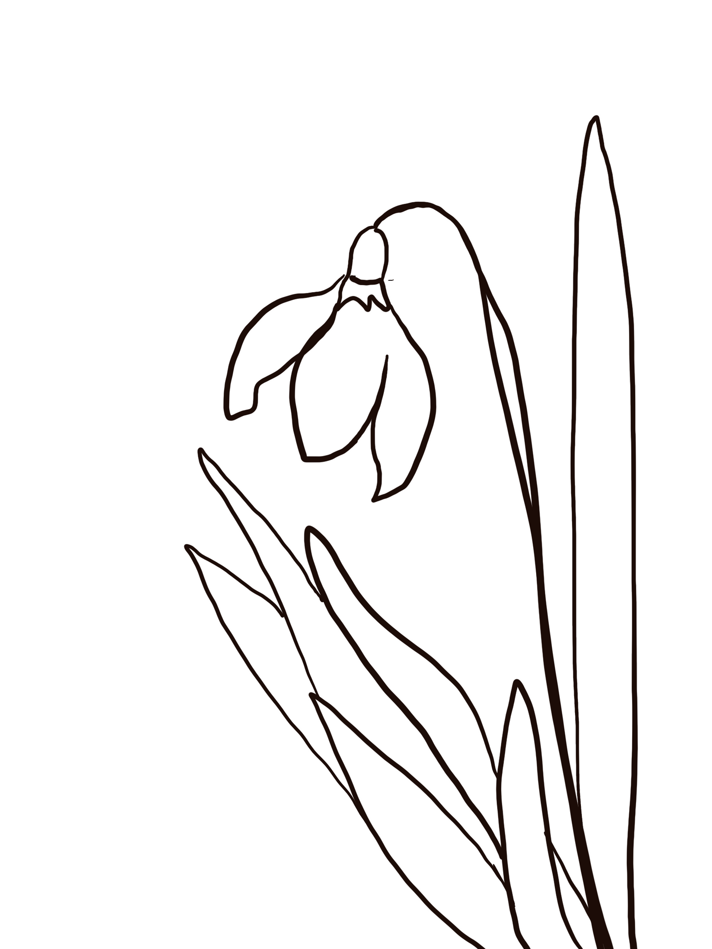 January Birth Flower Snow Drop (black and white)